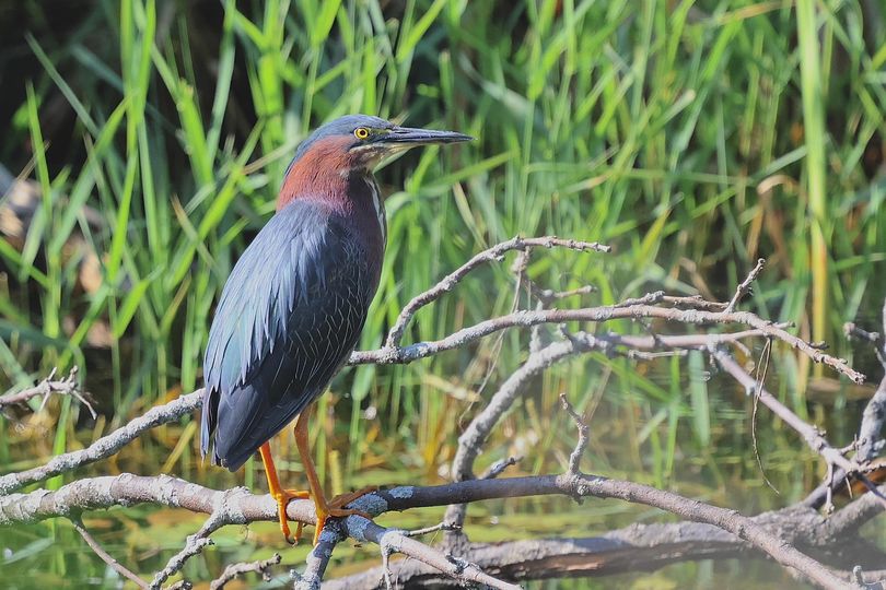 Heron vert